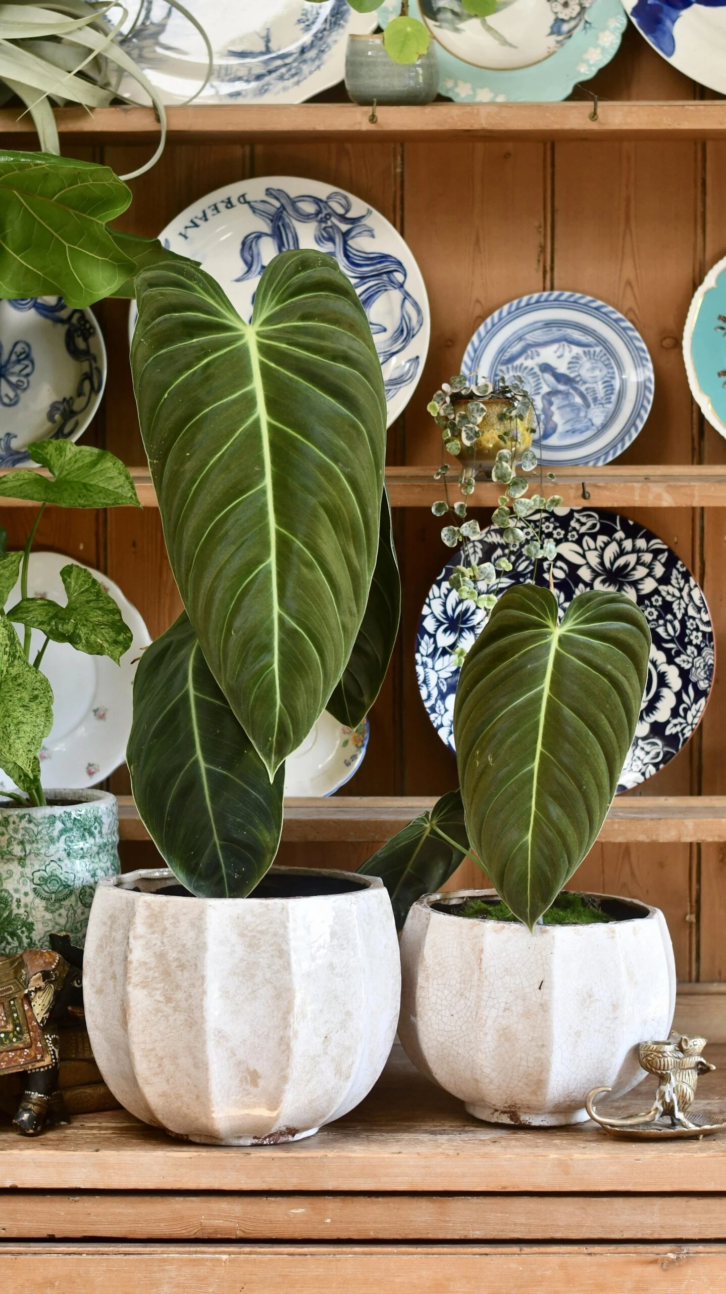 Philodendron Melanochrysum 1 Philodendron Melanochrysum