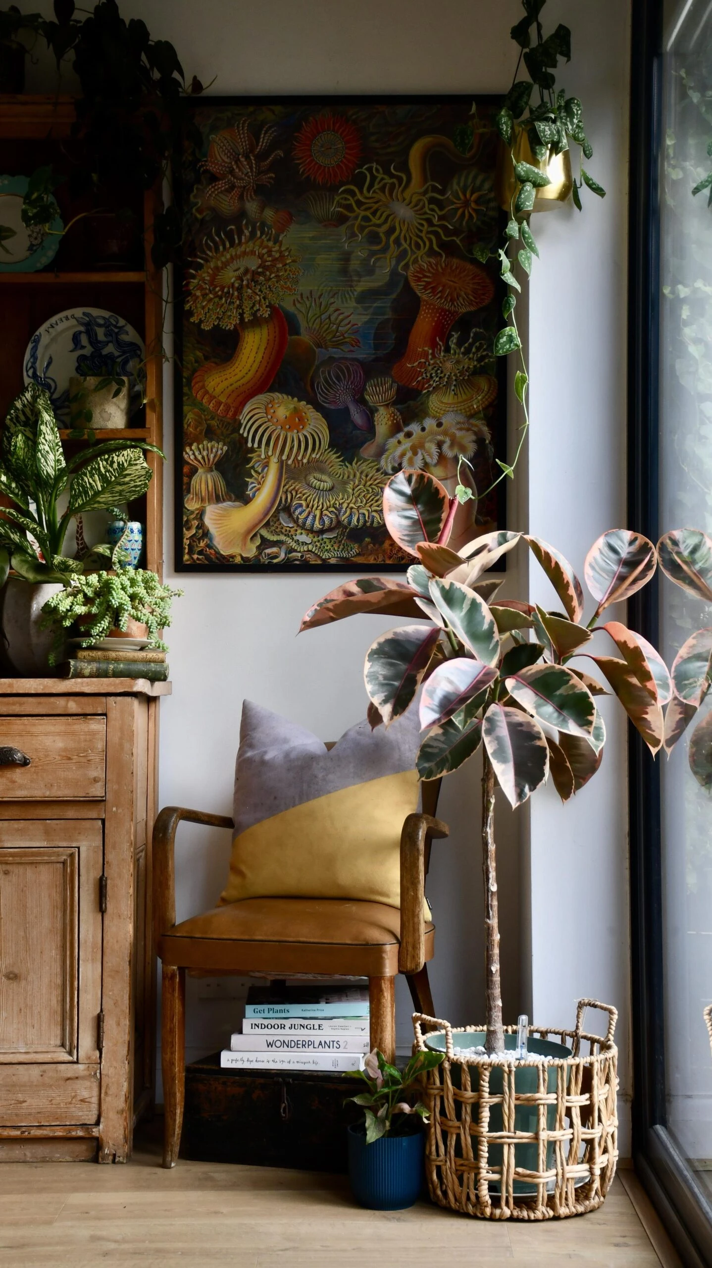 Ficus Pink Princess Tree 4 Ficus Pink Princess Tree - Image 4