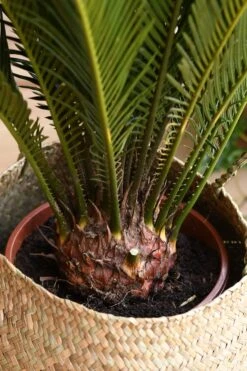 Cycas Revoluta - Sago Palm -Plant Sale Store 98bb8d 82a2cab7935e464e9ea18293bd87ef31 mv2 d 2848 4272 s 4 2