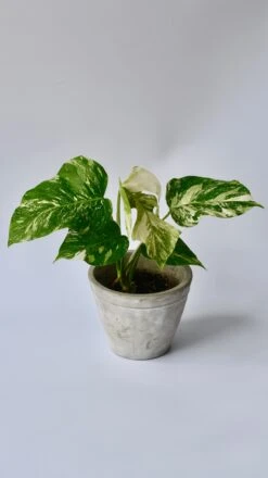 Variegated Monstera - Lots Of White Variegation 12cm X 40cm 15 Variegated Monstera - Lots Of White Variegation 12cm X 40cm -Plant Sale Store 98bb8d 8419926498d74b8894a0dcc6203a589c mv2 87d2d44d 6c49 481e a933 ad60deaad8e0