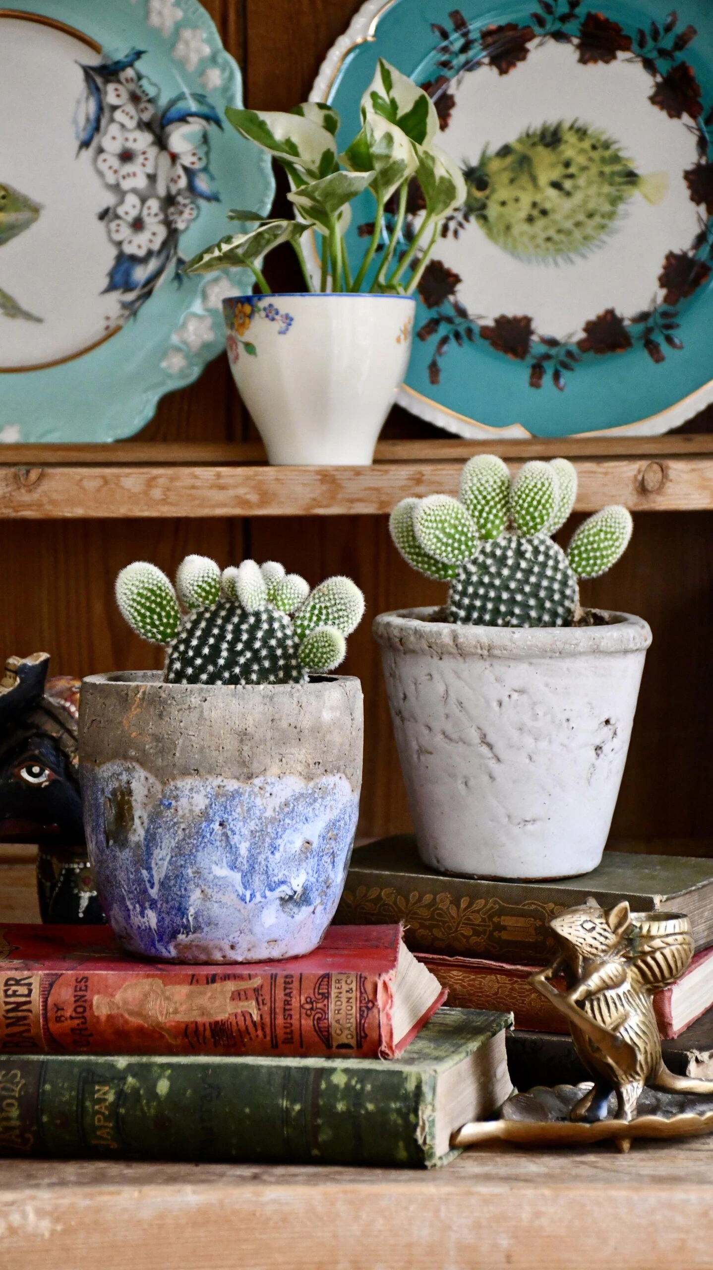 Opuntia Albispina 'Pretty' 2 Opuntia Albispina 'Pretty' - Image 2