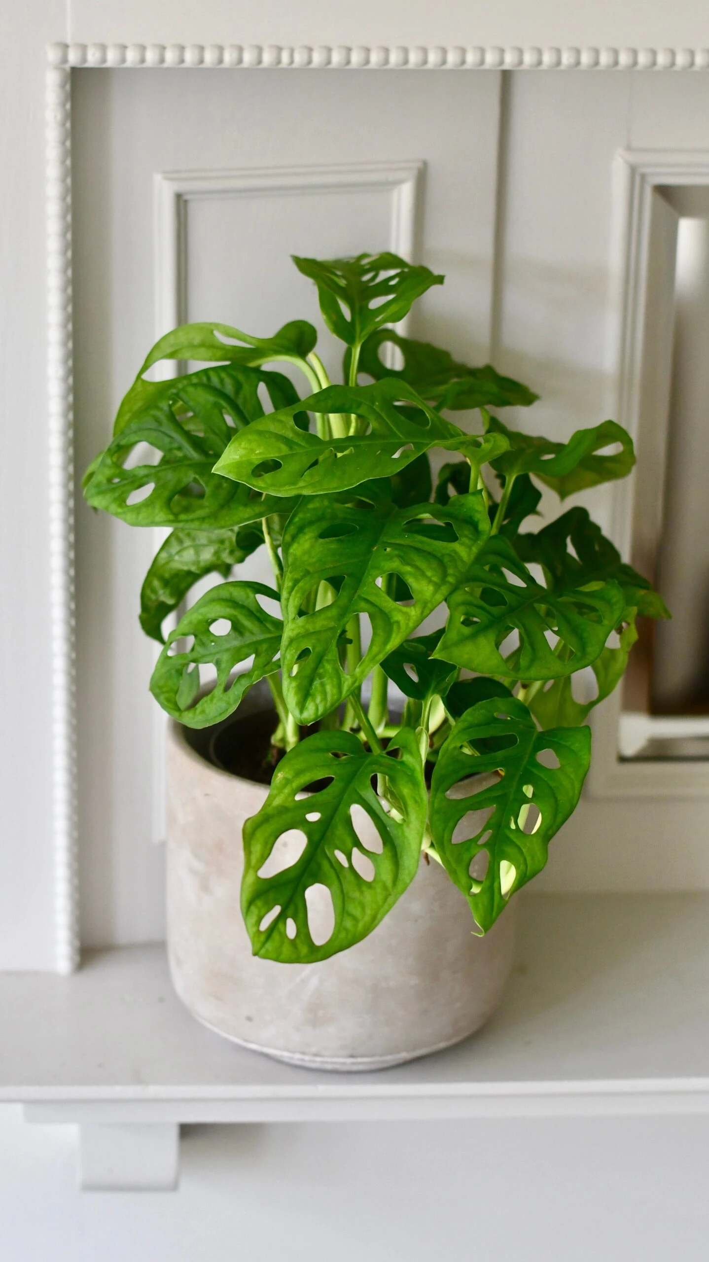 Monstera Obliqua - 'monkey Mask' 1 Monstera Obliqua - 'monkey Mask'