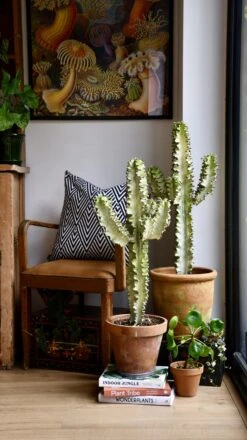 Euphorbia Erytrea Variegata 9 Euphorbia Erytrea Variegata -Plant Sale Store 98bb8d 857a348c0ac9477dae2a991aa74570c9 mv2