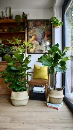 Ficus Lyrata Tree (Fiddle Fig Tree) 7 Ficus Lyrata Tree (Fiddle Fig Tree) -Plant Sale Store 98bb8d 857d95fe63484d1e868e4ab97cafffda mv2