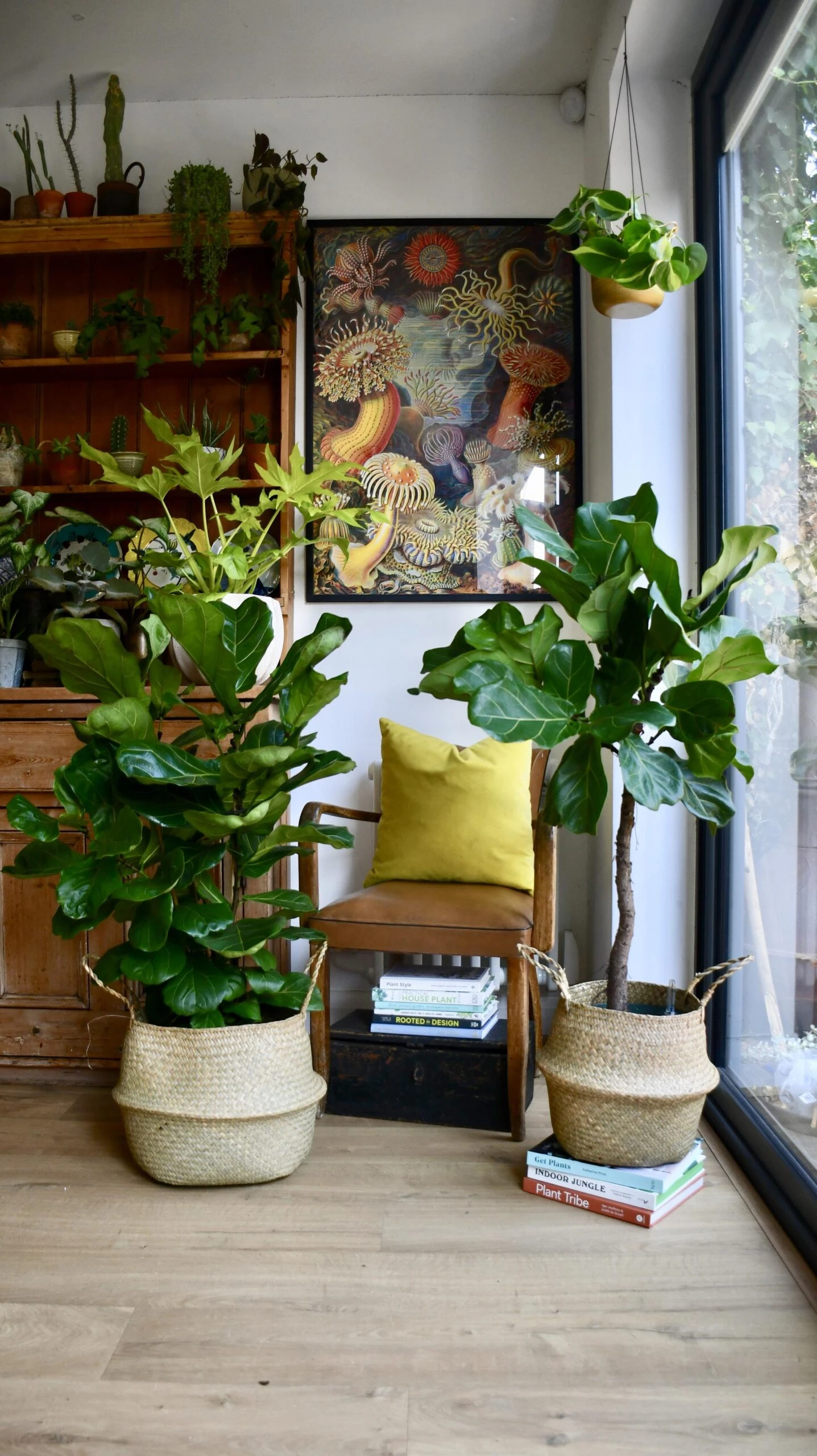 Ficus Lyrata Tree (Fiddle Fig Tree) 4 Ficus Lyrata Tree (Fiddle Fig Tree) - Image 4