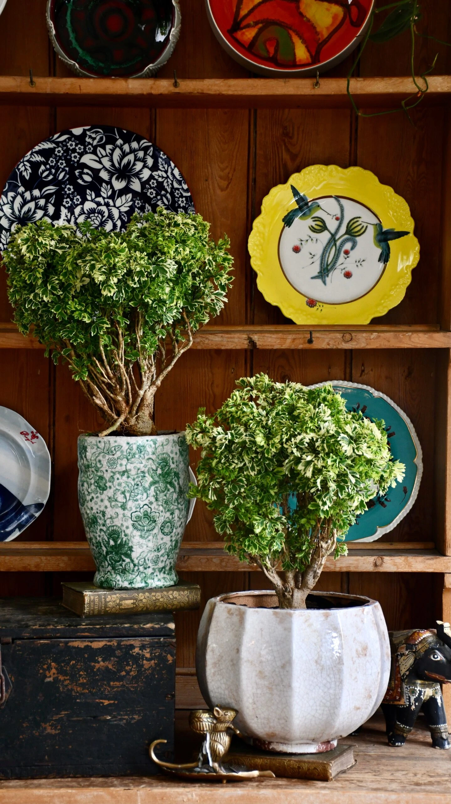 Polyscias Ming Gold Bonsai 2 Polyscias Ming Gold Bonsai - Image 2