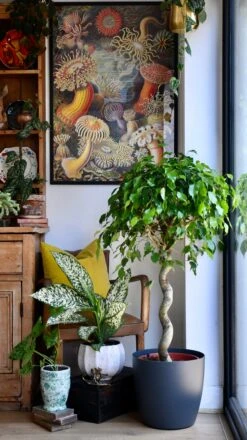 Ficus Exotica Spiral (Weeping Fig, Ficus Benjamina) -Plant Sale Store 98bb8d 85ff4808baf049239290e0e0e600ba9f mv2