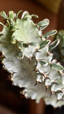 Euphorbia Erytrea Variegata 11 Euphorbia Erytrea Variegata -Plant Sale Store 98bb8d 86d3b08f268b45e383841eb02eeb1a3c mv2