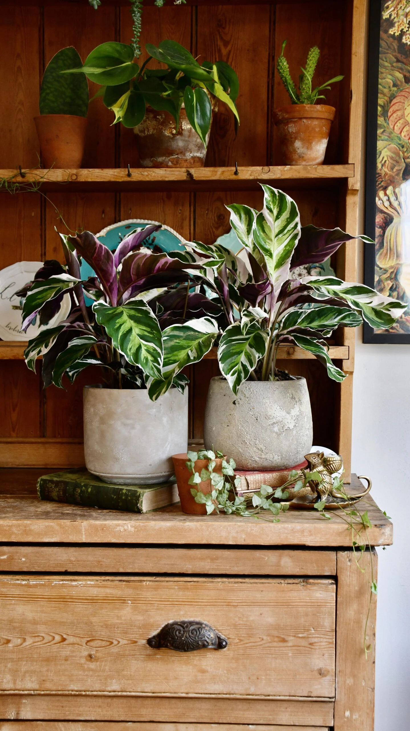 Calathea White Fusion 2 Calathea White Fusion - Image 2