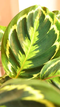 Calathea Veitchiana, Calathea Medallion, Prayer Plant -Plant Sale Store 98bb8d 8872cfafdf1144b48603a6cdf536495c mv2