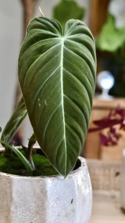 Philodendron Melanochrysum 13 Philodendron Melanochrysum -Plant Sale Store 98bb8d 88ef607340d2466ca40479b3907eb8ad mv2