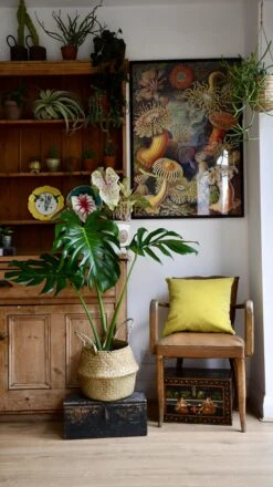 Medium Monstera Deliciosa (Elegant Stem Form) 14 Medium Monstera Deliciosa (Elegant Stem Form) -Plant Sale Store 98bb8d 89324060fc034a35b40c6bbf16015801 mv2