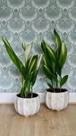 Aspidistra Elatior 'Asahi' (Lime Striped Cast Iron Plant) -Plant Sale Store 98bb8d 897d06b749c34d0c84c69fbbd1b75b98 mv2