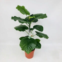 Ficus Umbellata 11 Ficus Umbellata -Plant Sale Store 98bb8d 89982f9fa61e48458c9d829014e05d74 mv2
