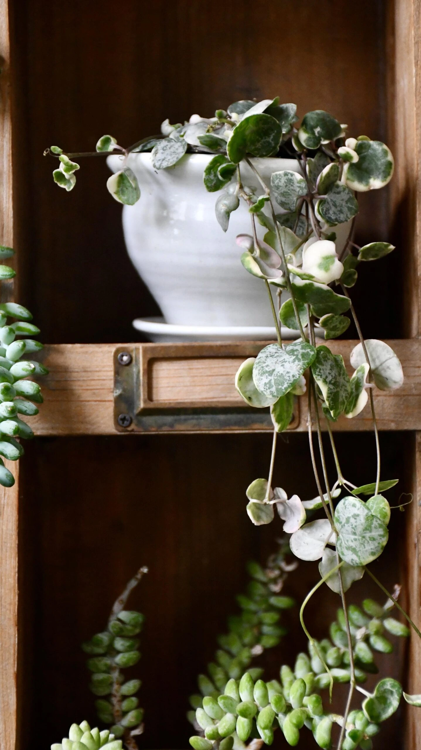 Variegated String Of Hearts | Ceropegia Woodii | Ceropegia Linearis Subsp. Woodii 5 Variegated String Of Hearts | Ceropegia Woodii | Ceropegia Linearis Subsp. Woodii - Image 5