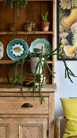 Rhipsalis Pentaptera *rare* -Plant Sale Store 98bb8d 8b1327ae39f34884b74b60fb335309ab mv2