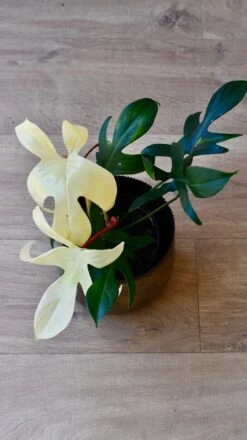 Philodendron Pedatum 'Florida Ghost' -Plant Sale Store 98bb8d 8b1a0968c7a94d73887ca865405e7fa0 mv2