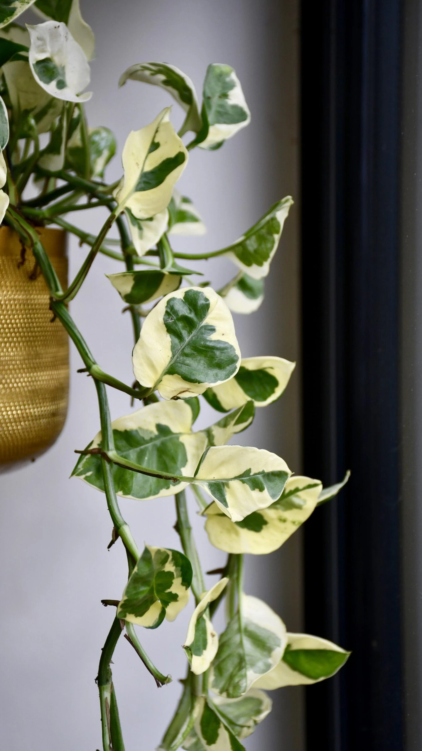 Epipremnum Njoy 2 Epipremnum Njoy - Image 2