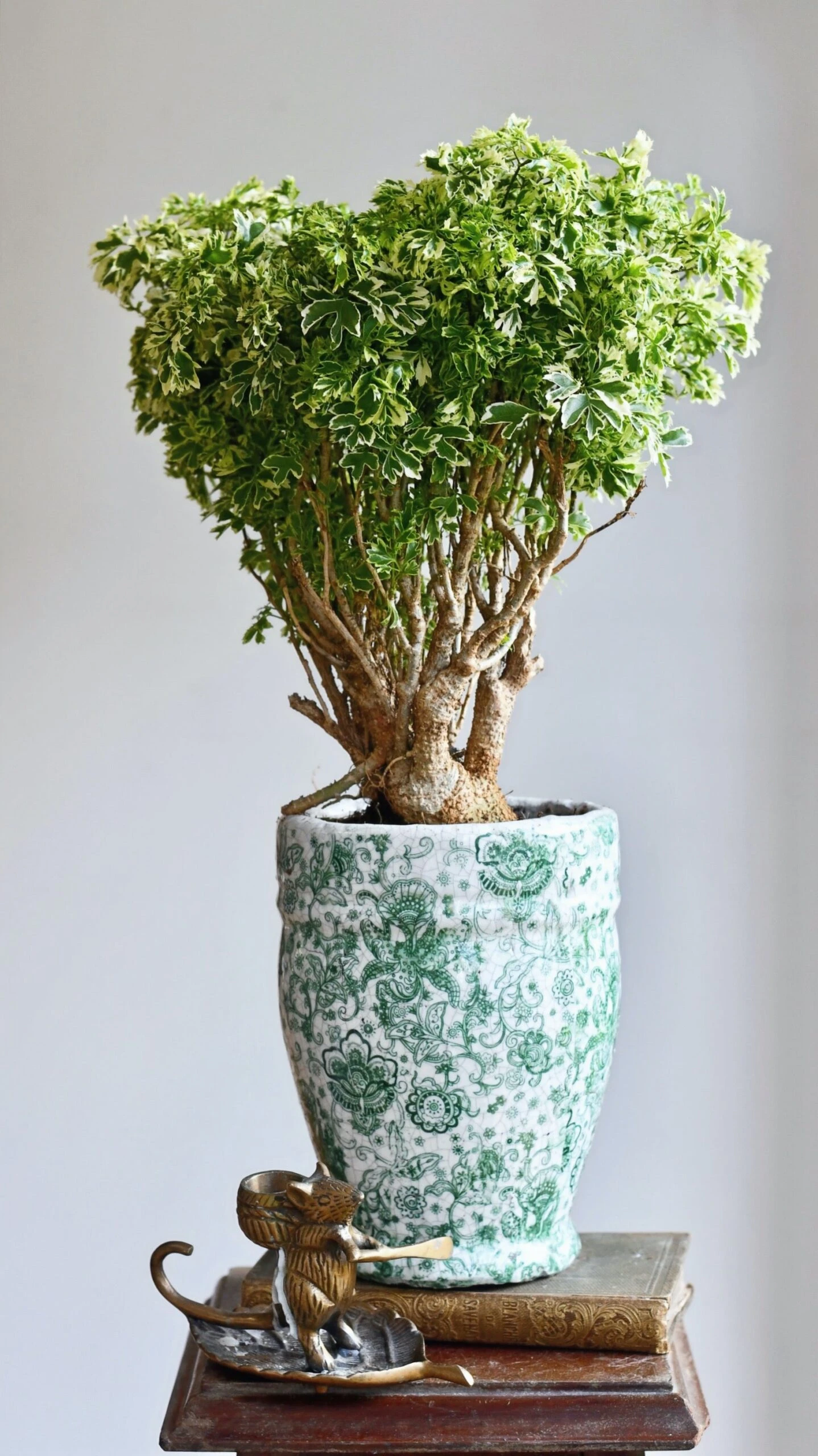 Polyscias Ming Gold Bonsai 1 Polyscias Ming Gold Bonsai