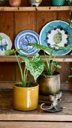 Syngonium Mottled | Mojito -Plant Sale Store 98bb8d 8cf8cac8736d40eeb131f1120675ba51 mv2