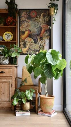 Ficus Umbellata (Tree Form)