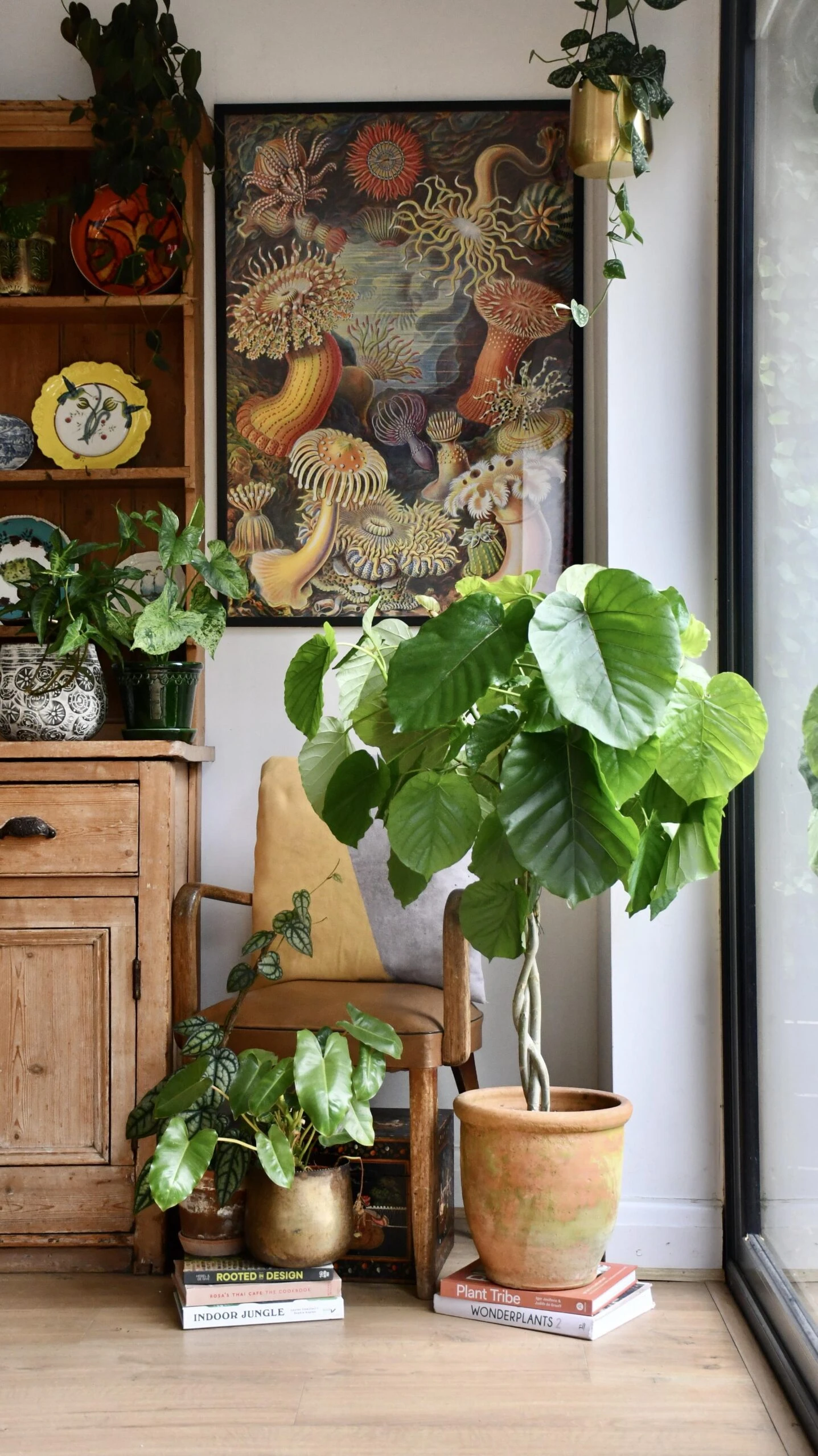 Ficus Umbellata (Tree Form) 1 Ficus Umbellata (Tree Form)