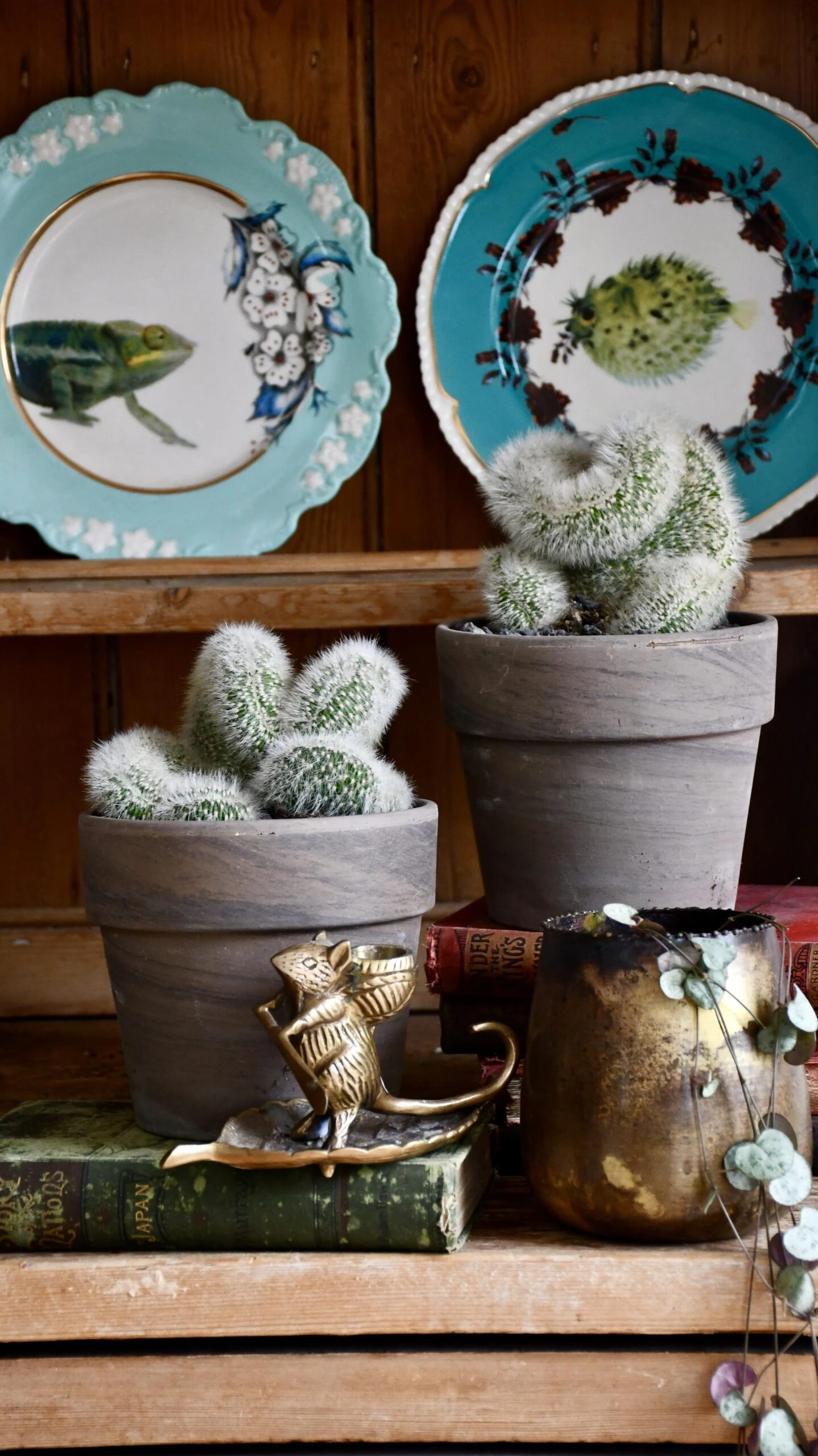 Hildewintera Aureispina F. Cristata