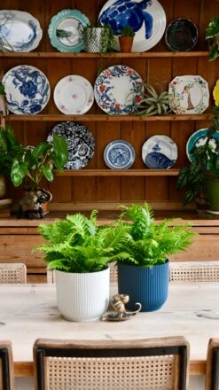 Small Blechnum Gibbum (Silver Lady) -Plant Sale Store 98bb8d 8f97e993b8da447faacdf0f965033bb5 mv2