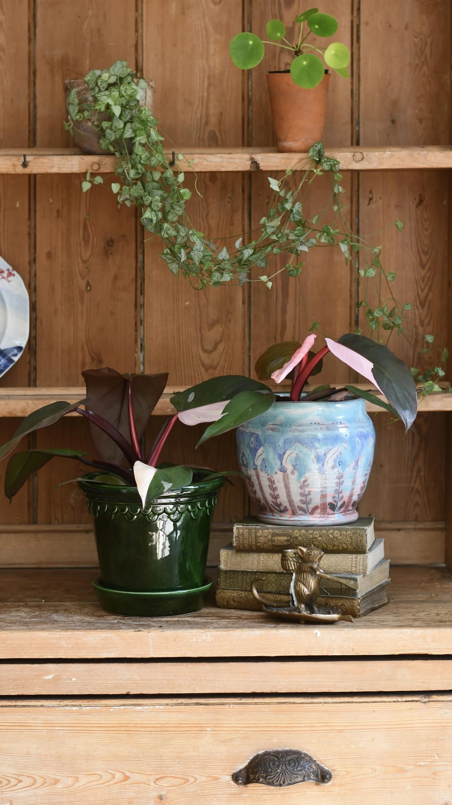 Pink Princess Philodendron 9cm Pot 8 Pink Princess Philodendron 9cm Pot - Image 8