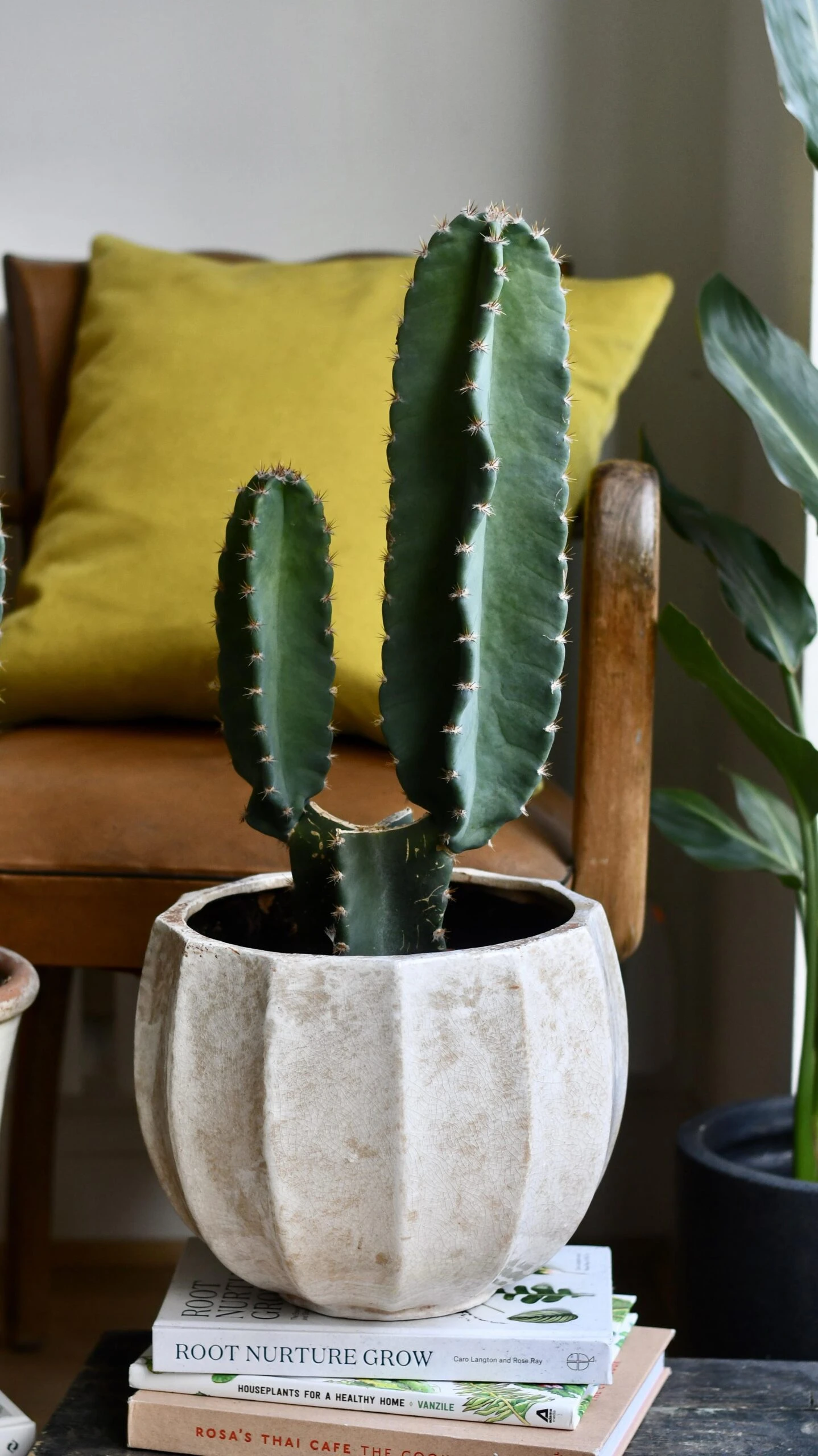 Small Cereus Peruvian (Blue Cactus) 2 Small Cereus Peruvian (Blue Cactus) - Image 2