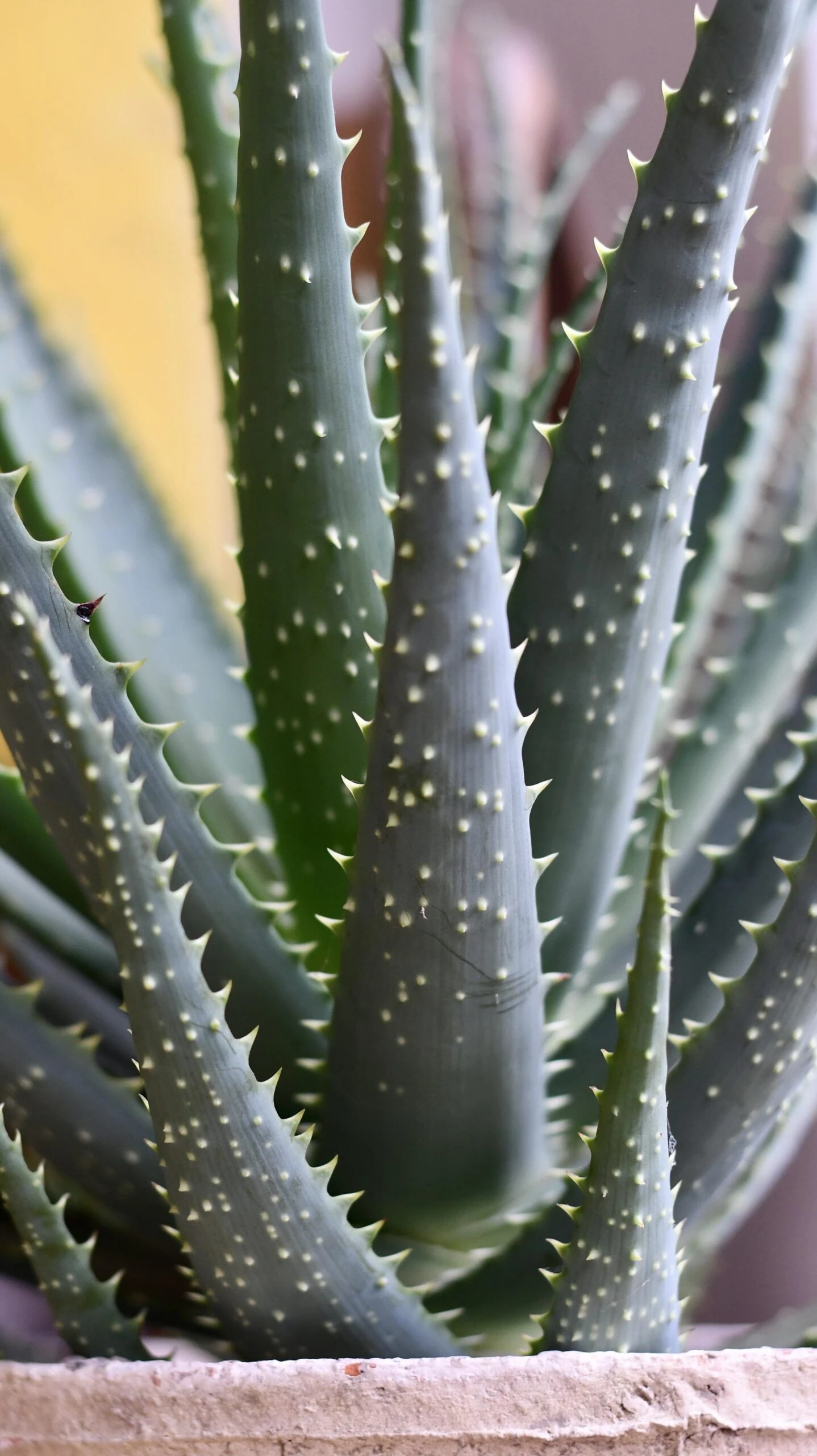 Aloe Arborescens 3 Aloe Arborescens - Image 3