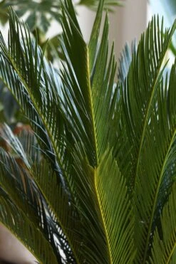 Cycas Revoluta - Sago Palm -Plant Sale Store 98bb8d 913e429d1caf4fcaa47bb61527eb7a33 mv2 d 2848 4272 s 4 2
