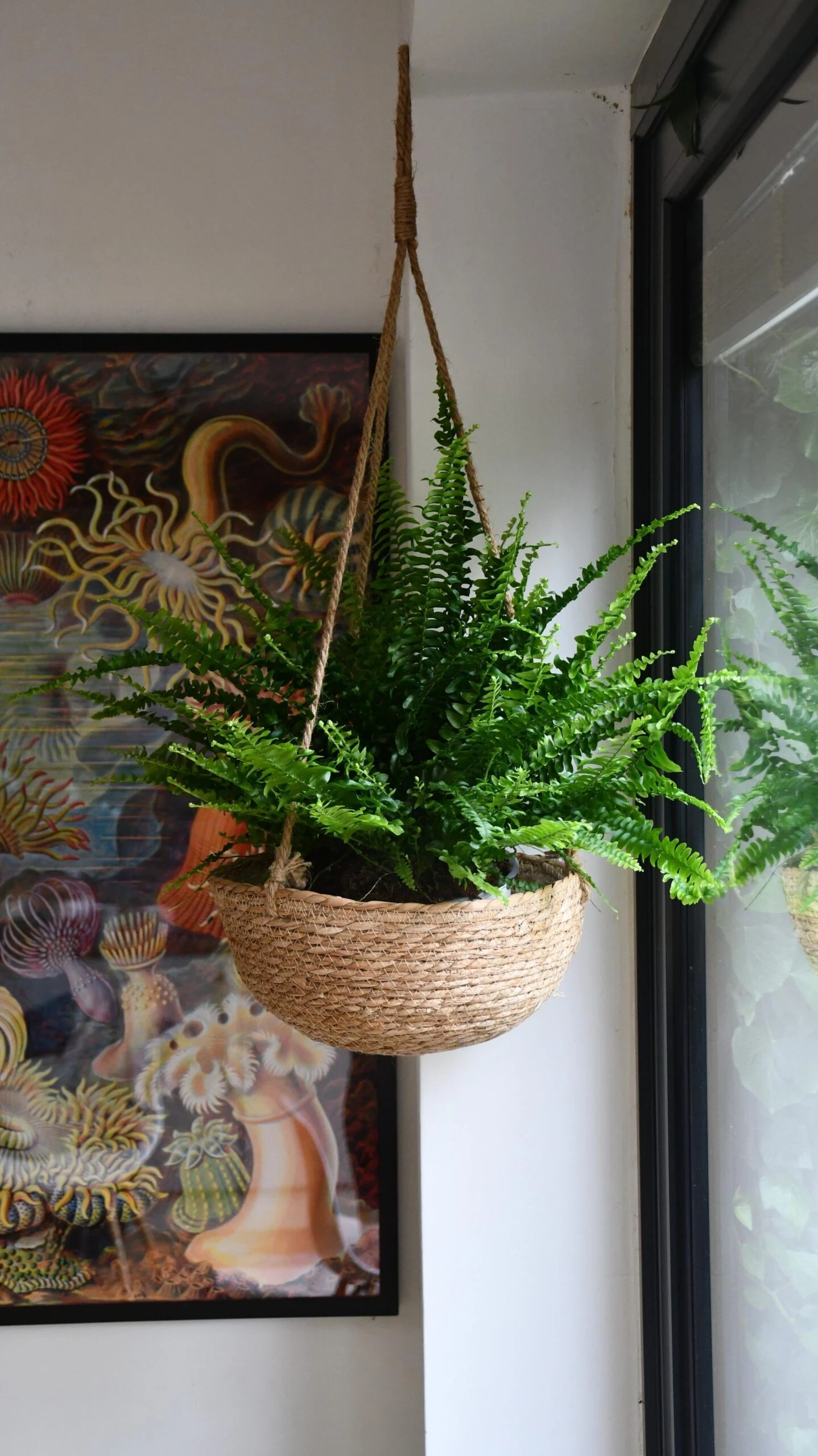 Nephrolepis Exaltata 'Sonata' (Boston Fern) 2 Nephrolepis Exaltata 'Sonata' (Boston Fern) - Image 2