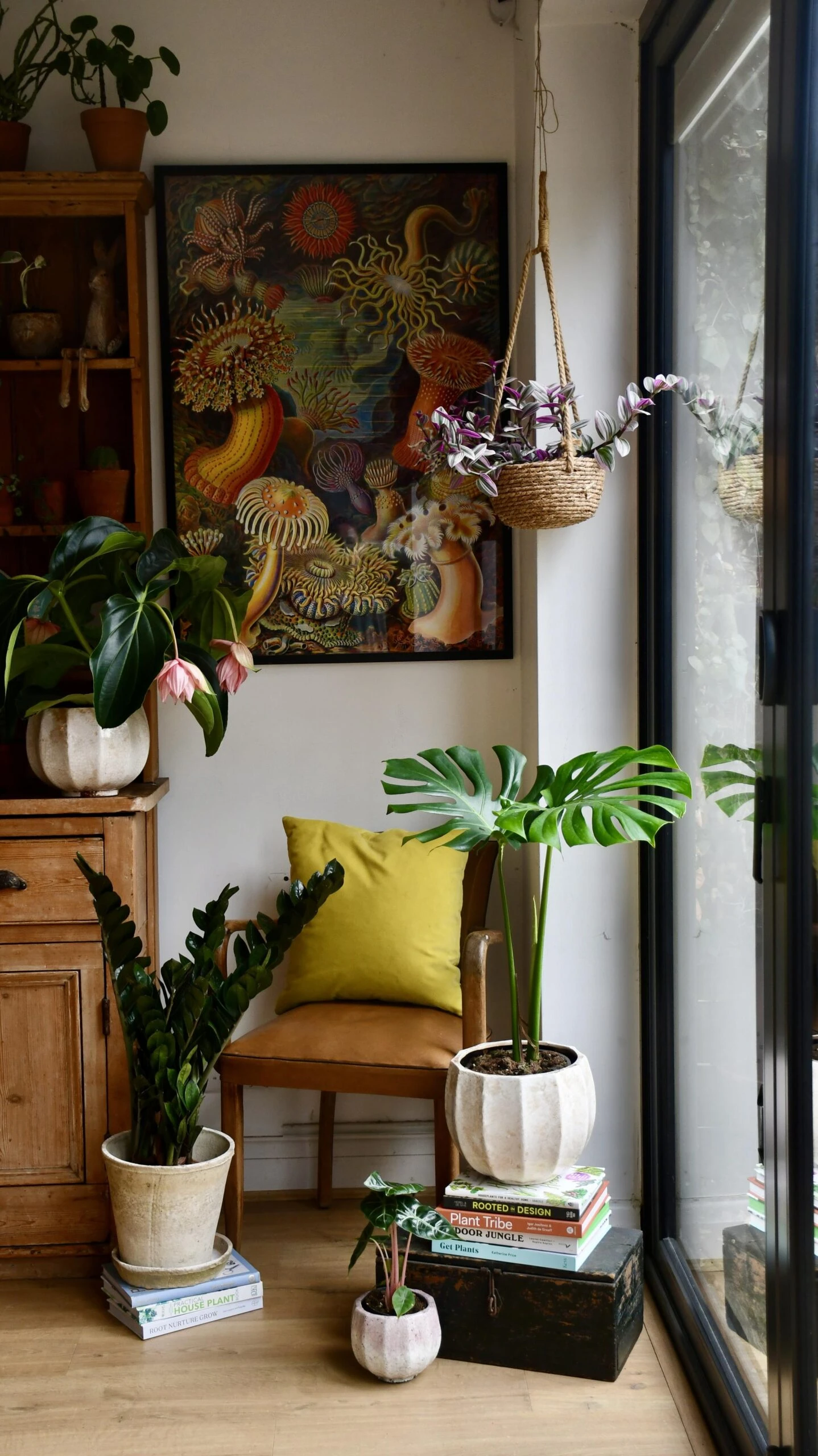 Small Monstera Deliciosa {Large Leaved Elegant Stem Form} 4 Small Monstera Deliciosa {Large Leaved Elegant Stem Form} - Image 4