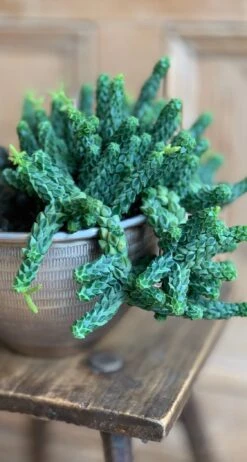 Peperomia Columella 12 Peperomia Columella -Plant Sale Store 98bb8d 92631b19e3f541b190079778df3bfbb4 mv2