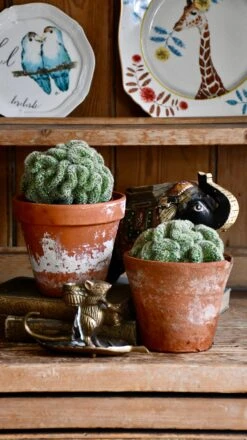 Mammillaria Tepelcactus -Plant Sale Store 98bb8d 9288e2af5812476ea4e332ae800df8eb mv2