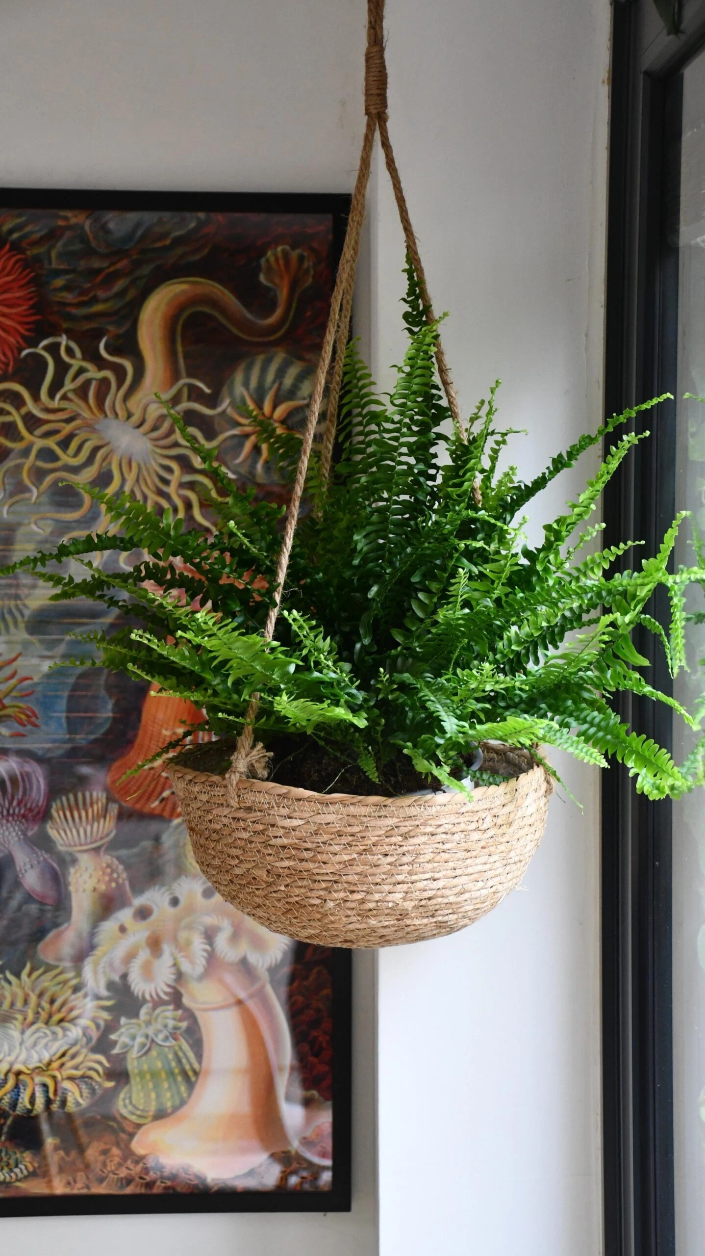 Nephrolepis Exaltata 'Sonata' (Boston Fern) 1 Nephrolepis Exaltata 'Sonata' (Boston Fern)