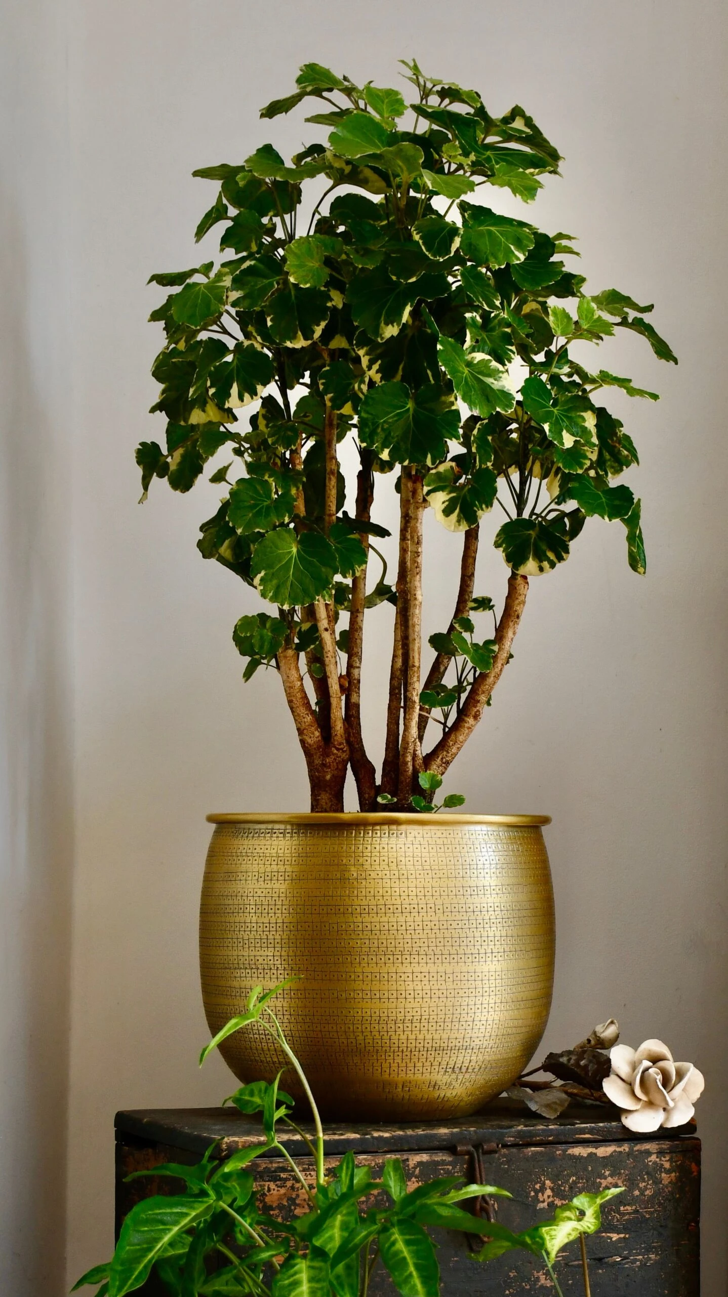 Polyscias Balfouriana | Aralia Balfour 1 Polyscias Balfouriana | Aralia Balfour