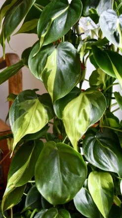 XL Philodendron Scandens Brasil -Plant Sale Store 98bb8d 934edf768b1242f7b6b0caff288ae34d mv2
