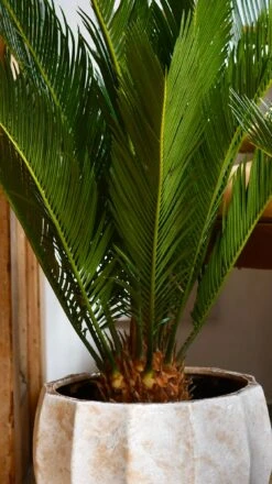 Cycas Revoluta - Sago Palm -Plant Sale Store 98bb8d 940b7312eba94c0483475004adffdcf4 mv2