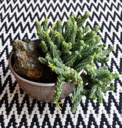 Peperomia Columella 10 Peperomia Columella -Plant Sale Store 98bb8d 946df692cb2d4d7ab7c1816291acb25f mv2