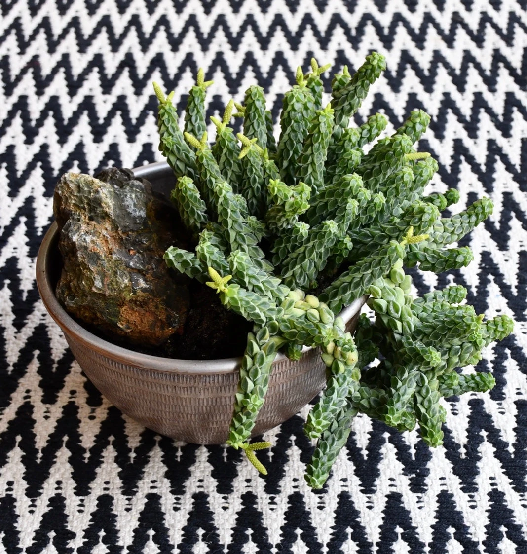 Peperomia Columella 4 Peperomia Columella - Image 4