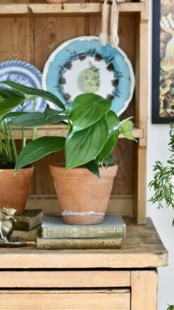 Epipremnum Pinnatum (Dragon Tail Plant) -Plant Sale Store 98bb8d 96132bc014cd42868793506bc5390d1d mv2