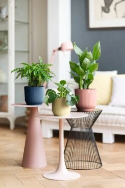 Aspidistra Elatior And Vibes Pot (Cast Iron Plant) -Plant Sale Store 98bb8d 98b16b909c2b4503897fe4a1e5331834 mv2