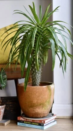 Pachypodium Lamerei -Plant Sale Store 98bb8d 993ca700ae6443ada4abadfcabd2b7f4 mv2