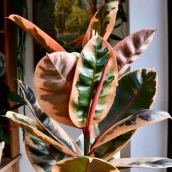 Ficus Elastica Belize - Variegated Rubber Tree -Plant Sale Store 98bb8d 998db0c1a2104ee6b4e193cd8ec2dfa6 mv2 d 2848 2848 s 4 2