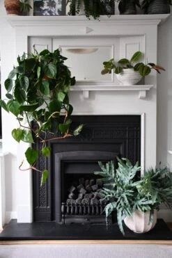 XL Phlebodium Aureum 'Blue Star Fern' -Plant Sale Store 98bb8d 9a401d828f0d4b13a0c5fb041a403be4 mv2 d 3712 5568 s 4 2