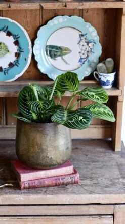 Large Maranta Leuconeura -Plant Sale Store 98bb8d 9b31d21b98c24b7e9f93f6a93d6f740e mv2