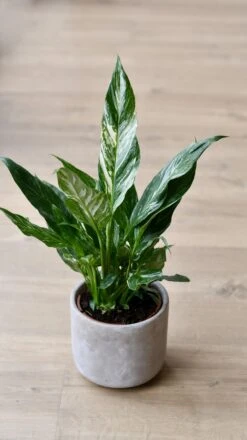Variegated Spathiphyllum Diamond -Plant Sale Store 98bb8d 9b6ce4d51fb743c191746c83968e6af7 mv2