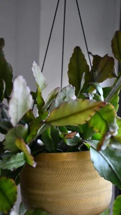 Rhipsalis Elliptica *rare* -Plant Sale Store 98bb8d 9be63ad3277b451a8fd6ad8ba683ed4b mv2